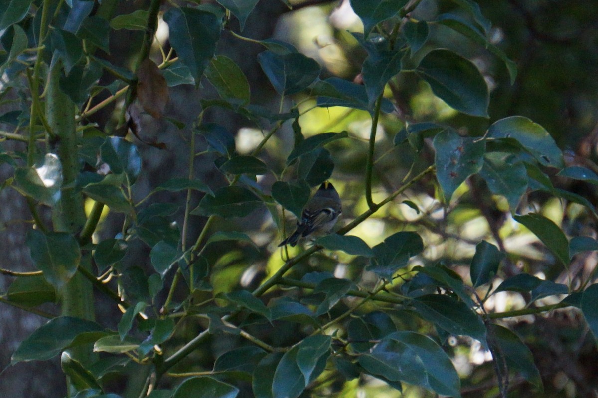 Golden-crowned Kinglet - ML644515745