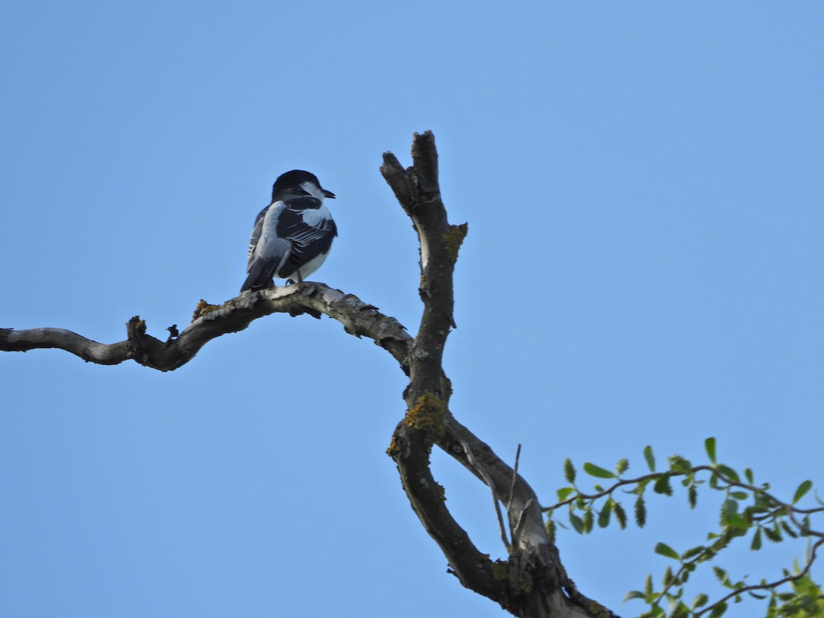 White-winged Triller - ML644515746