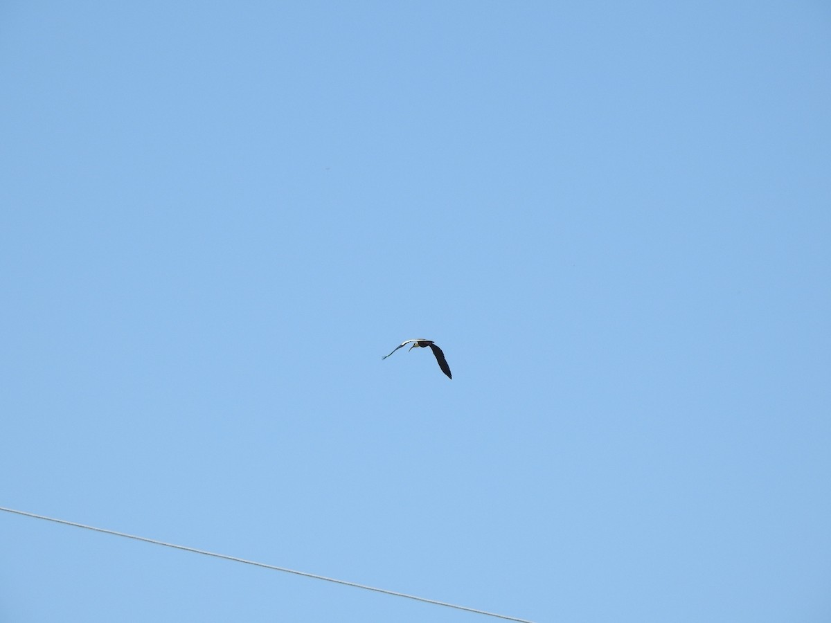 Buff-necked Ibis - ML644515747