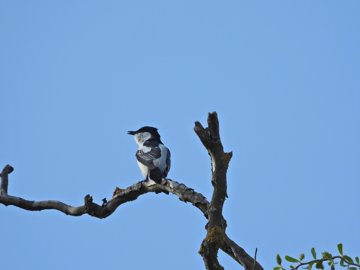 White-winged Triller - ML644515750