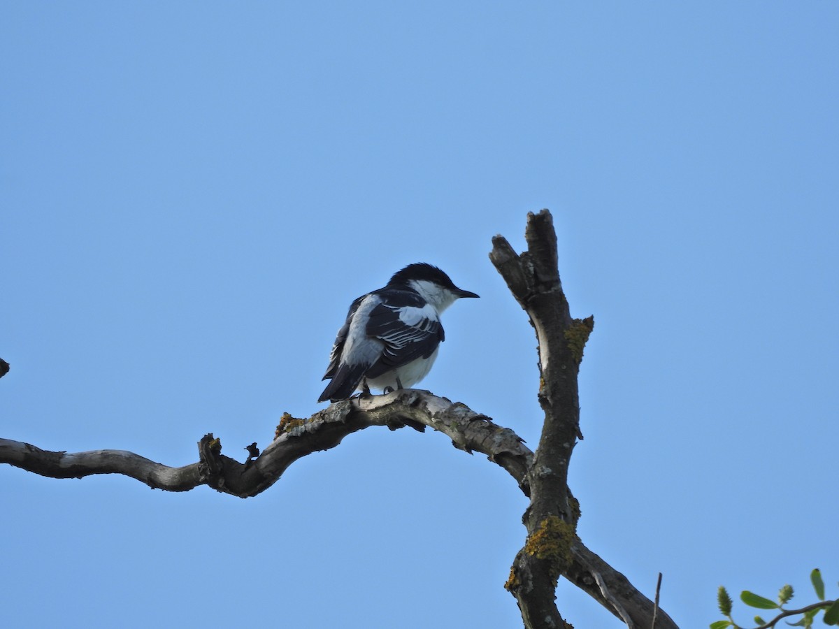 White-winged Triller - ML644515755