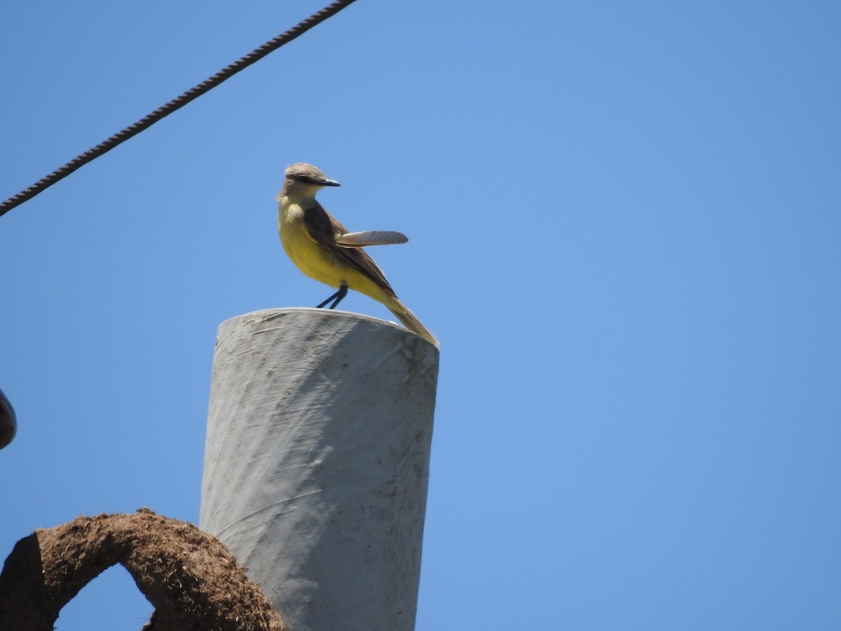 Cattle Tyrant - ML644515758