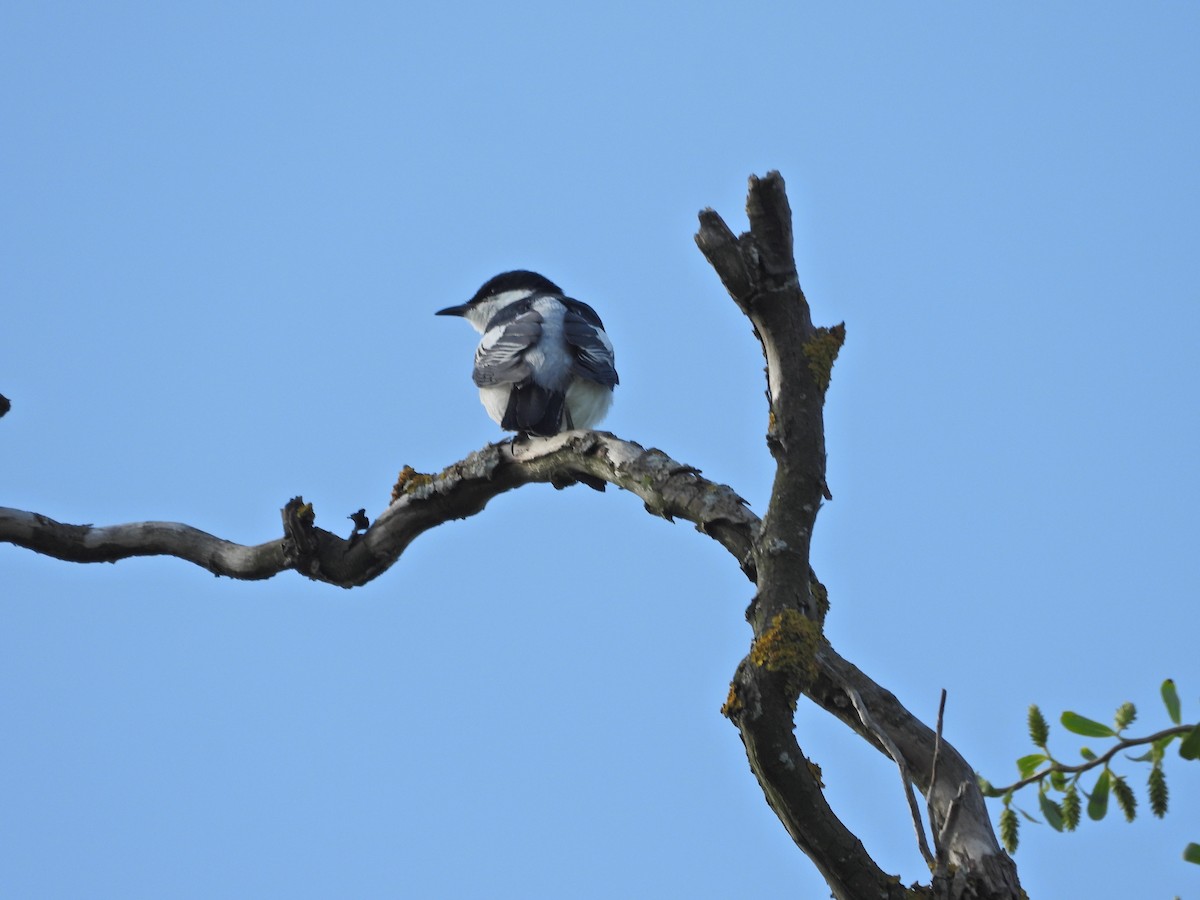 White-winged Triller - ML644515762