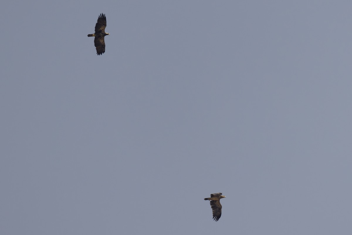 Imperial Eagle - ML644515770