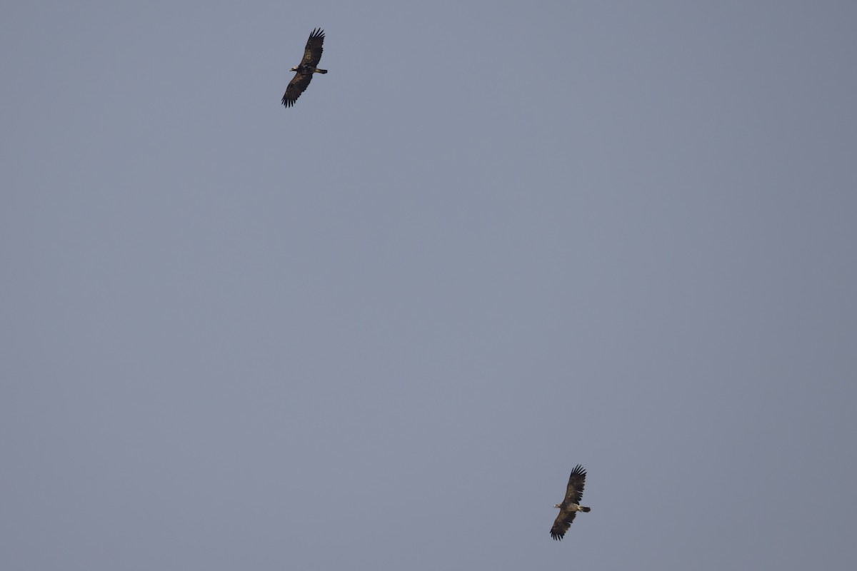 Imperial Eagle - ML644515771