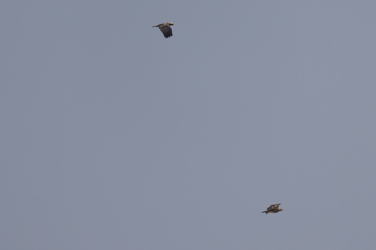 Aigle impérial - ML644515772