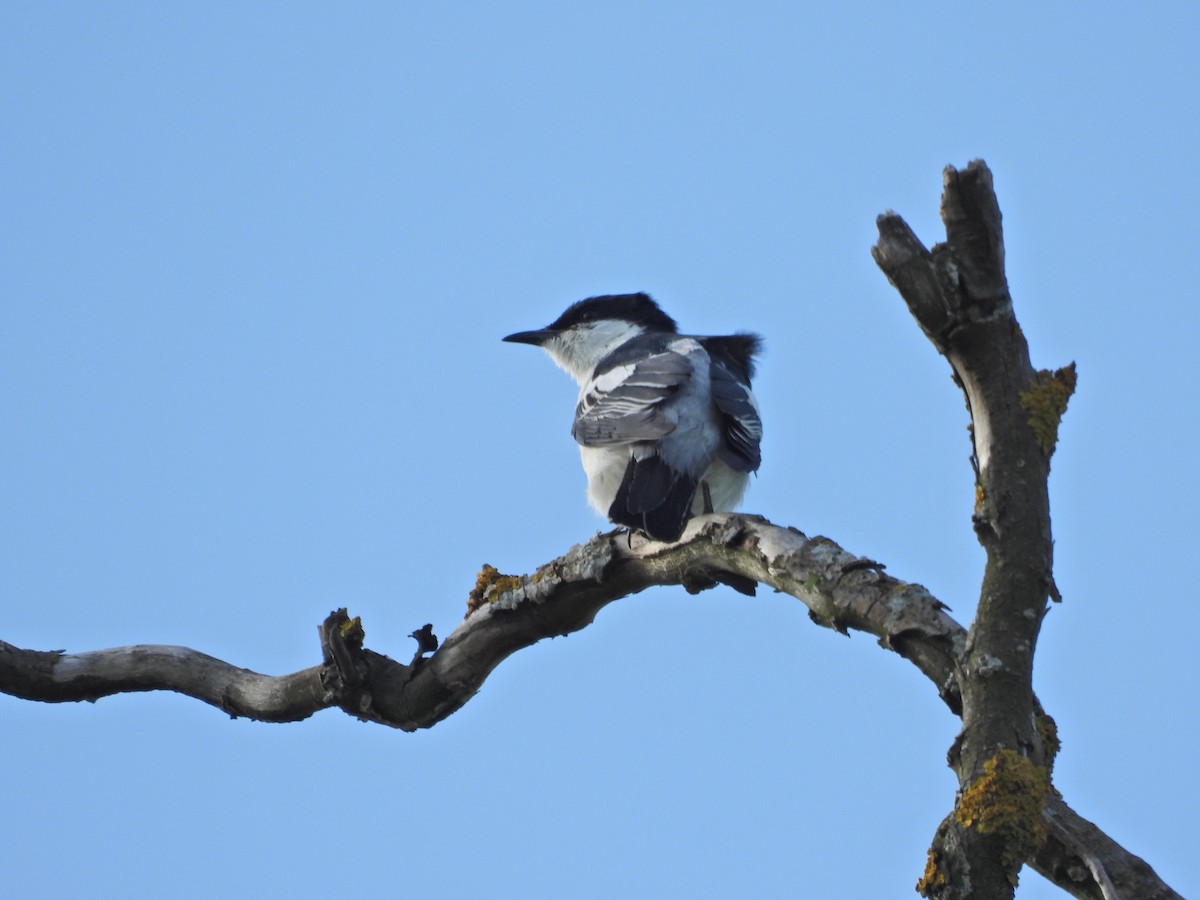 Échenilleur tricolore - ML644515773
