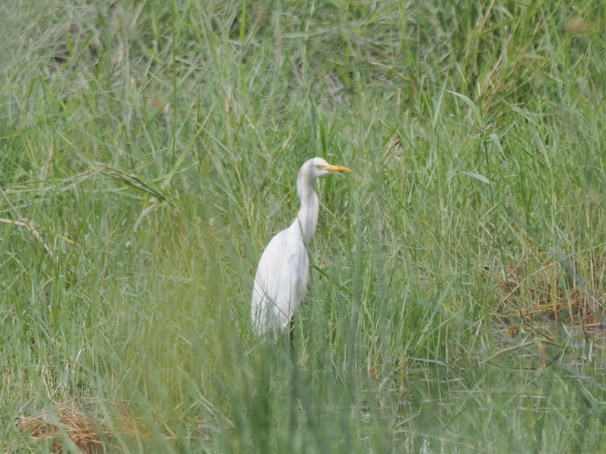 Héron de Coromandel - ML644515774