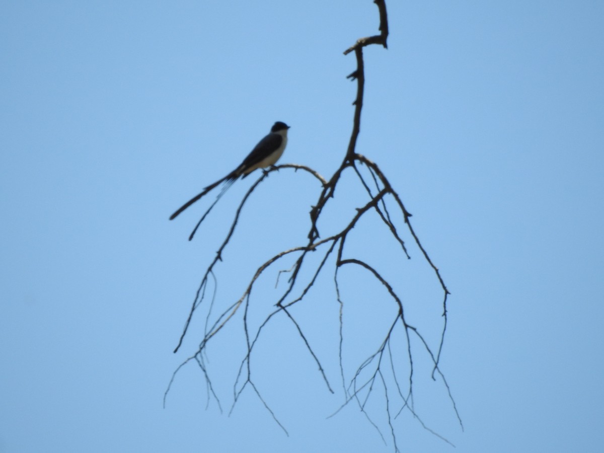 Tyran des savanes - ML644515775