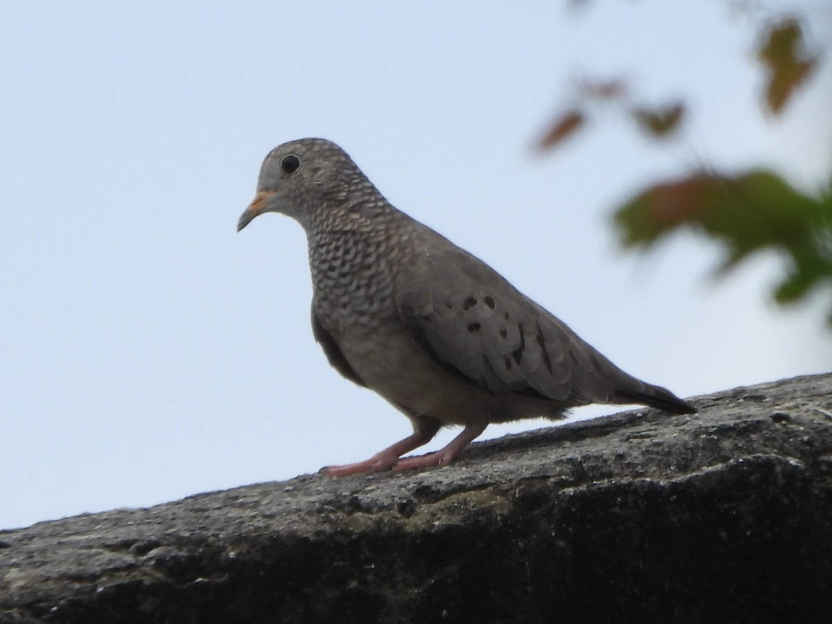 Colombe à queue noire - ML644515776