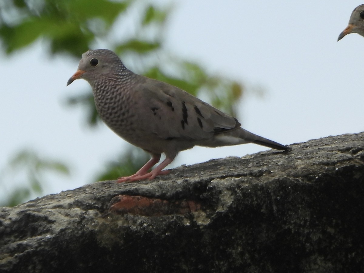 Colombe à queue noire - ML644515777
