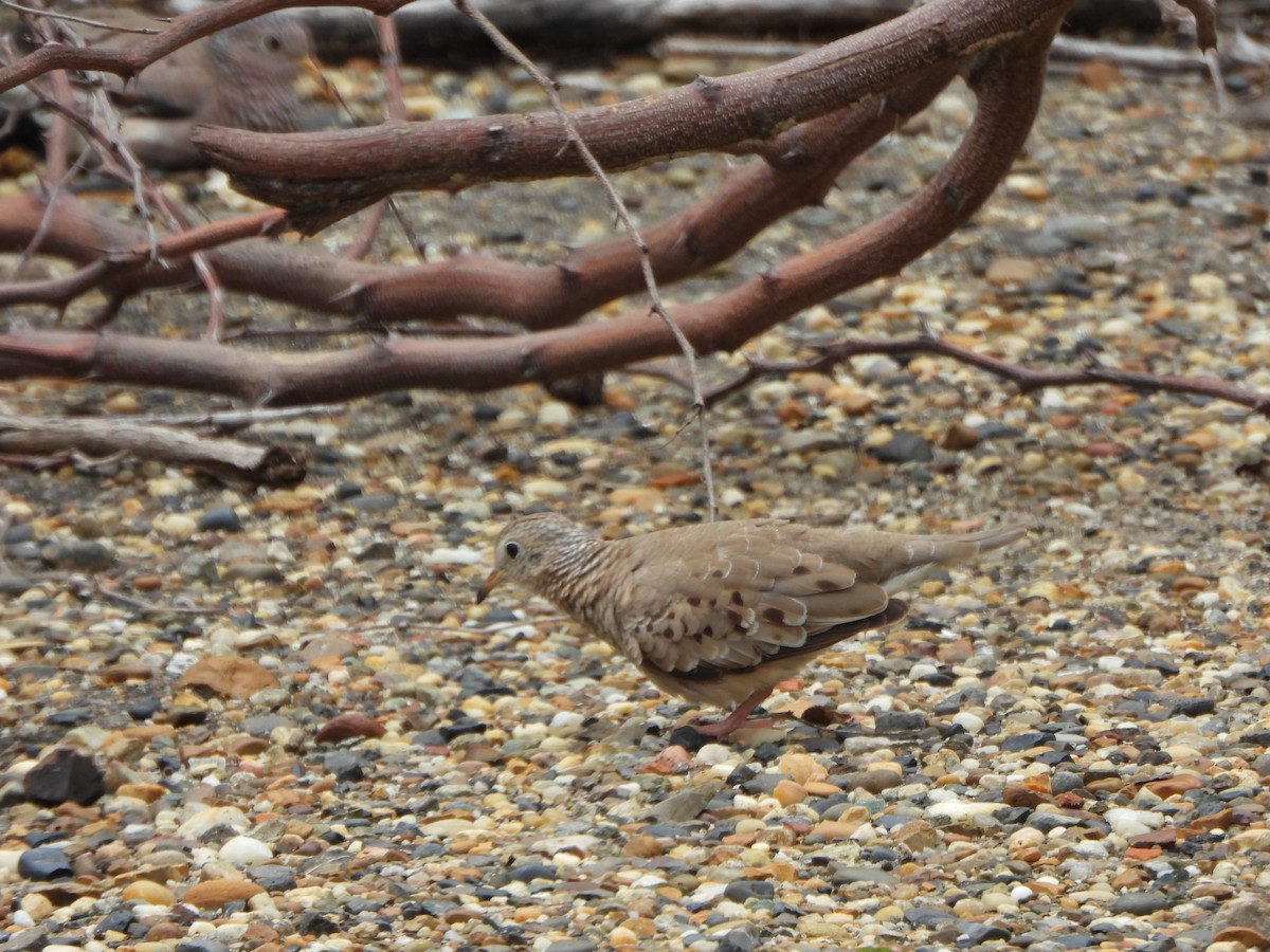 Colombe à queue noire - ML644515778