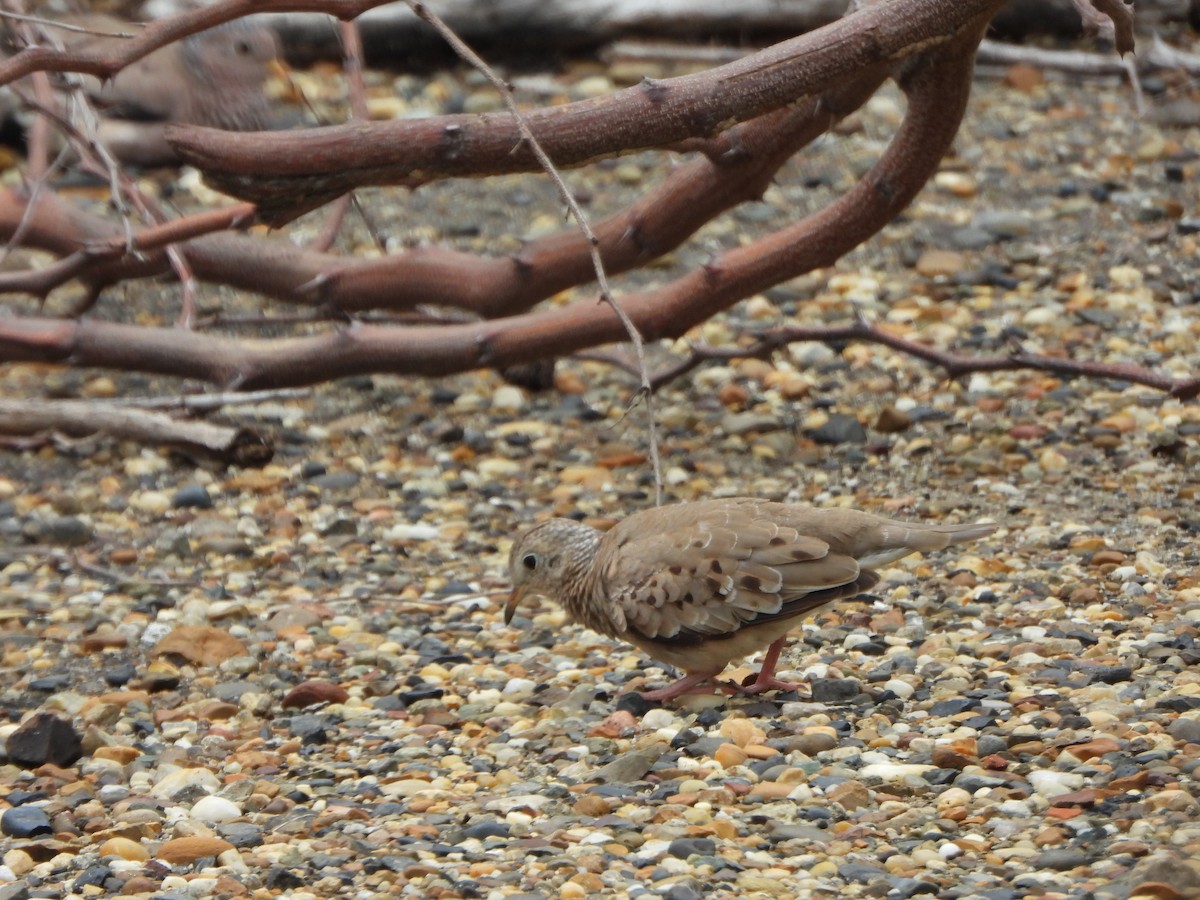 Colombe à queue noire - ML644515779