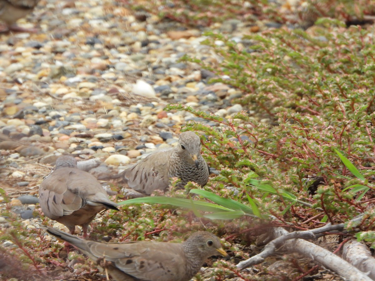 Colombe à queue noire - ML644515780