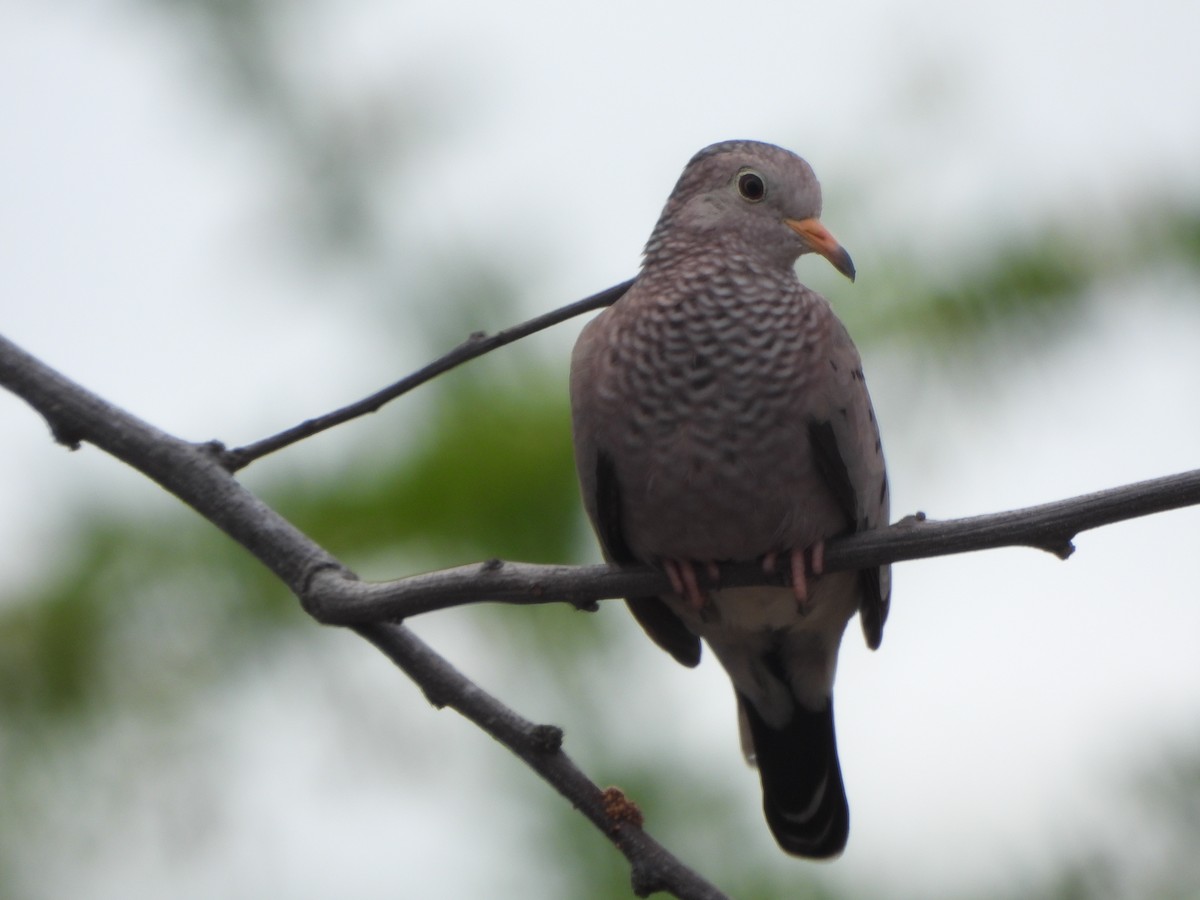 Colombe à queue noire - ML644515781