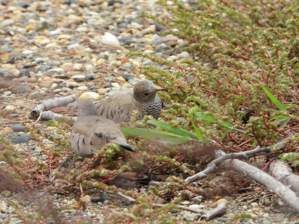 Colombe à queue noire - ML644515782