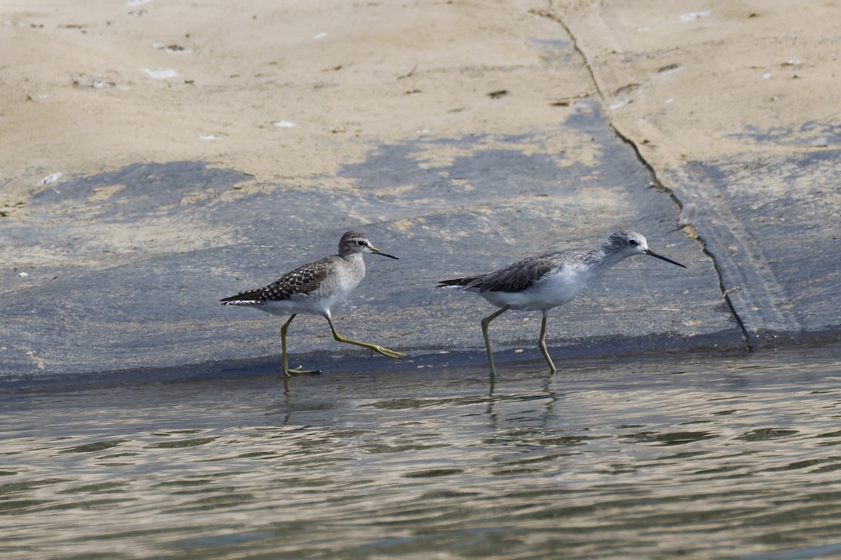 Chevalier sylvain - ML644515783