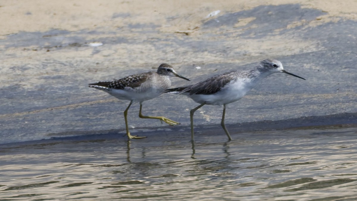 Chevalier stagnatile - ML644515784