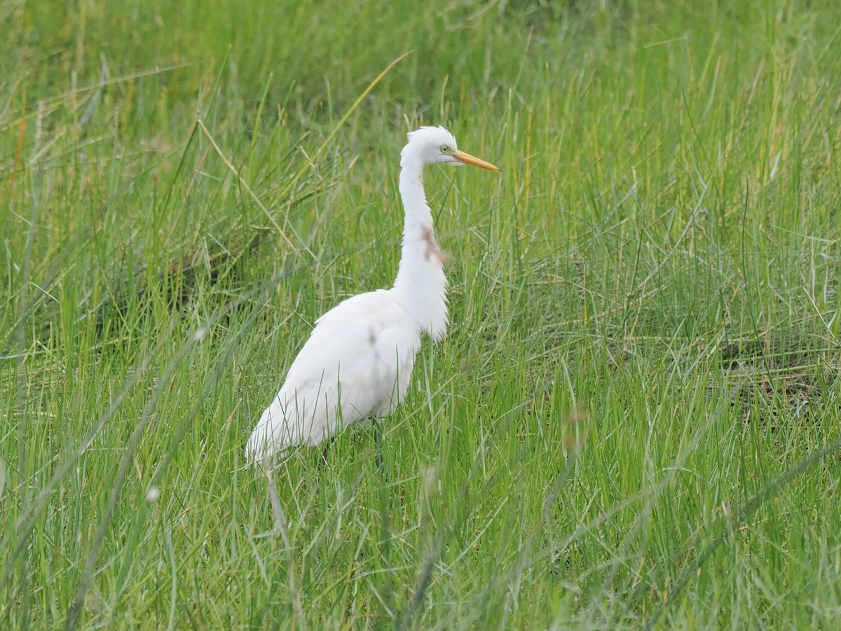 Héron intermédiaire - ML644515785