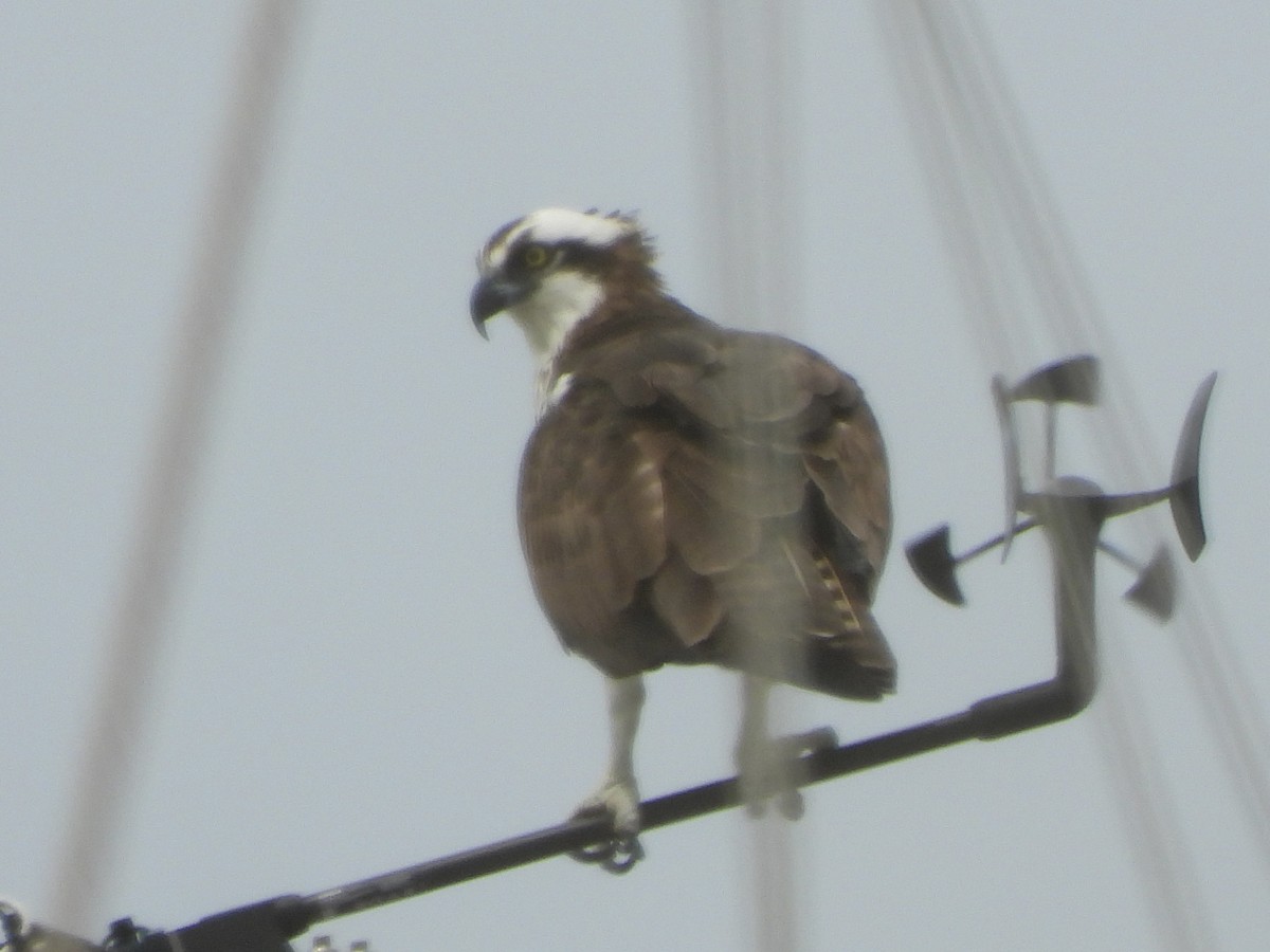 Balbuzard pêcheur - ML644515786