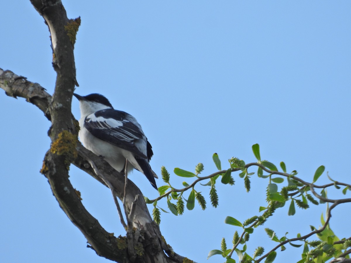 Échenilleur tricolore - ML644515787