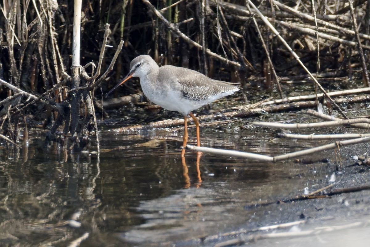 Chevalier arlequin - ML644515788
