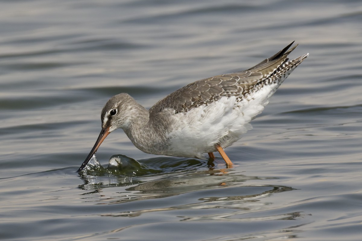 Chevalier arlequin - ML644515789