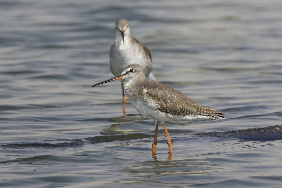 Chevalier arlequin - ML644515790