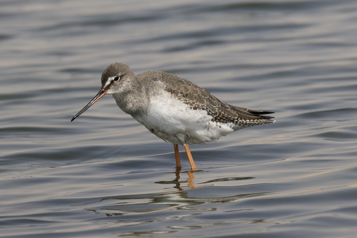 Chevalier arlequin - ML644515791