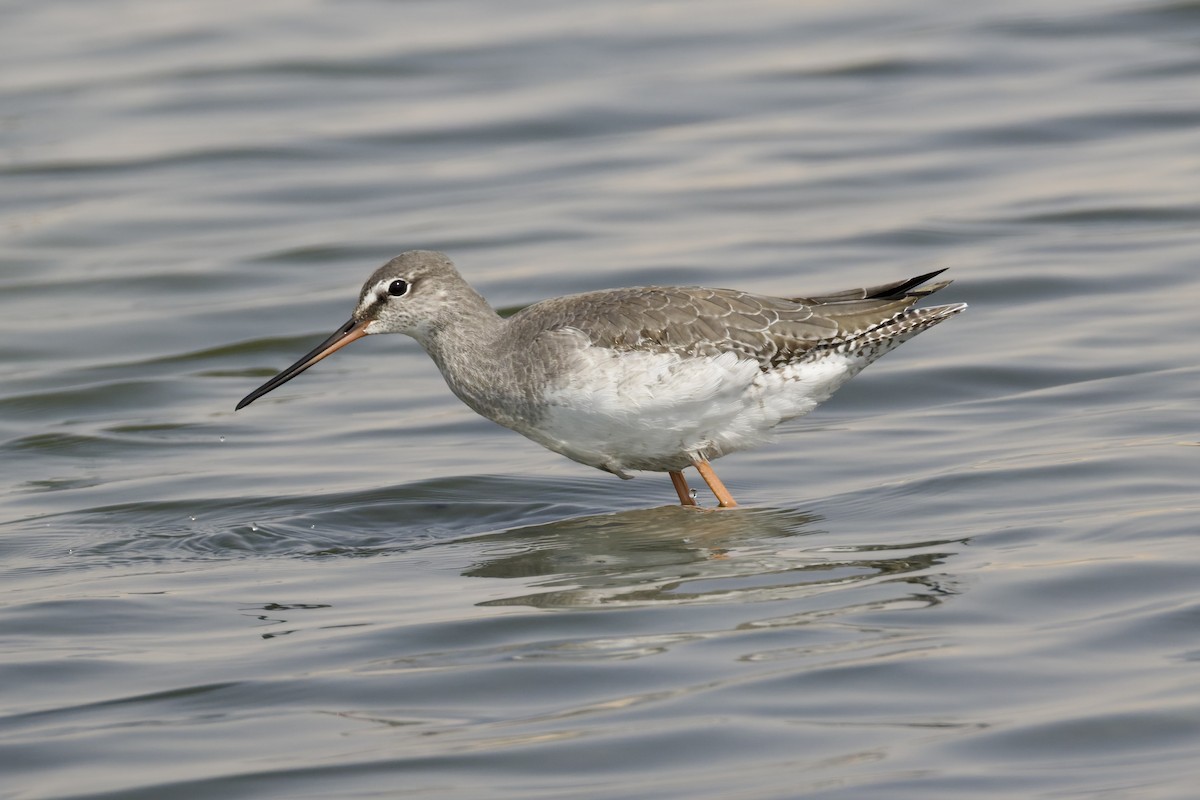 Chevalier arlequin - ML644515792