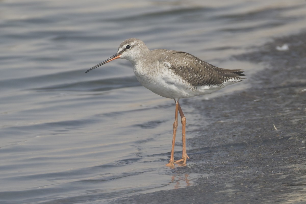 Chevalier arlequin - ML644515793