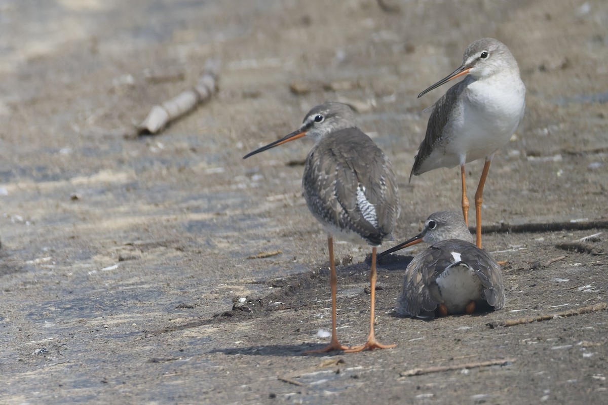 Chevalier arlequin - ML644515794