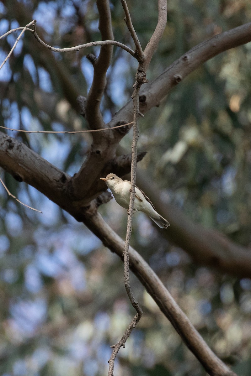 Hypolaïs pâle - ML644515795