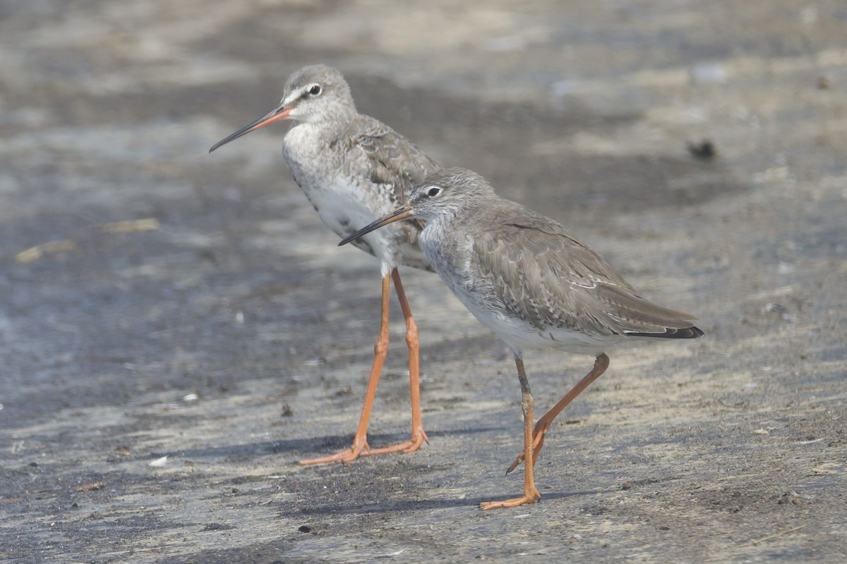 Chevalier gambette - ML644515796