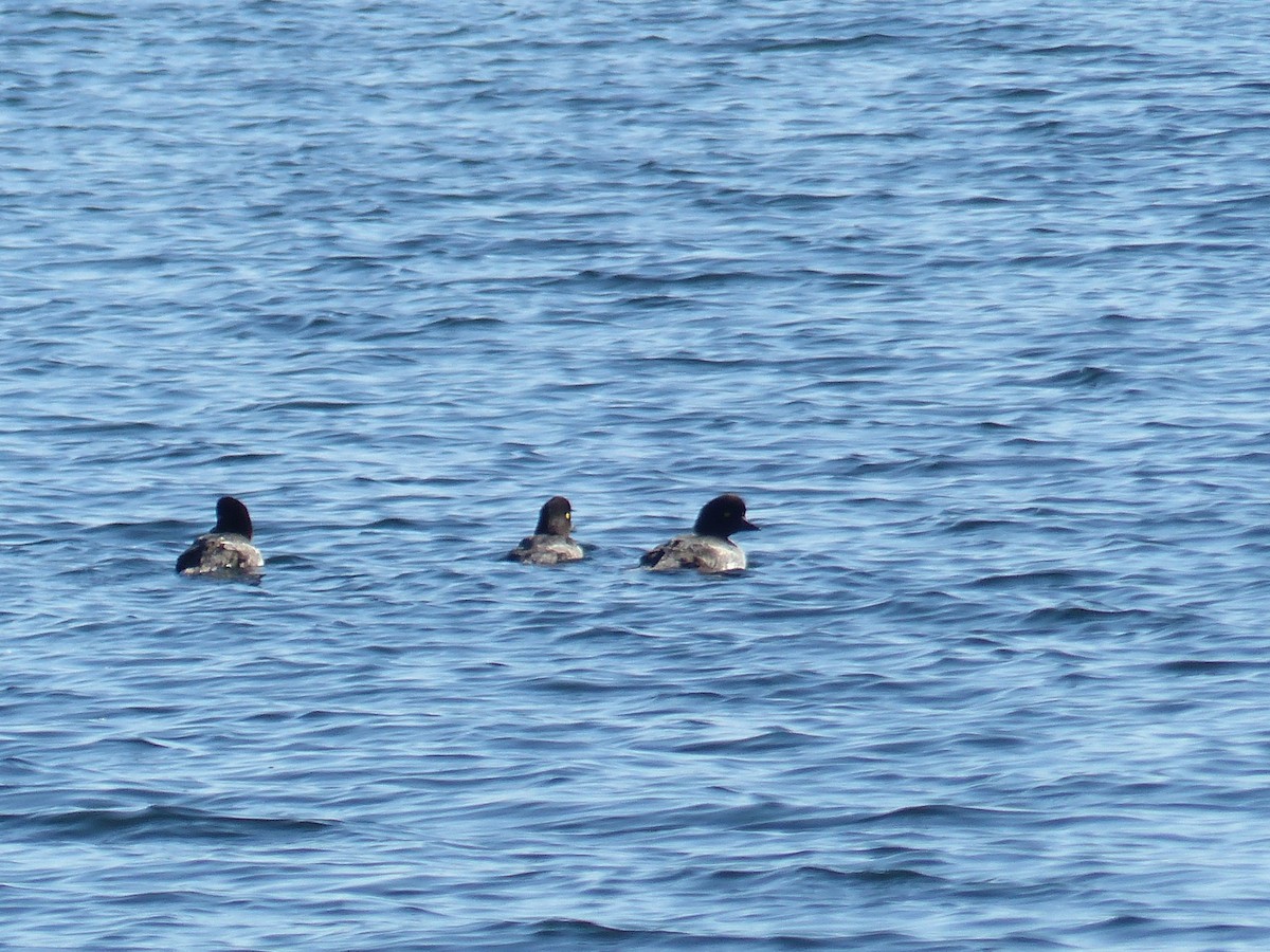 Garrot à oeil d'or ou G. d'Islande - ML644515797