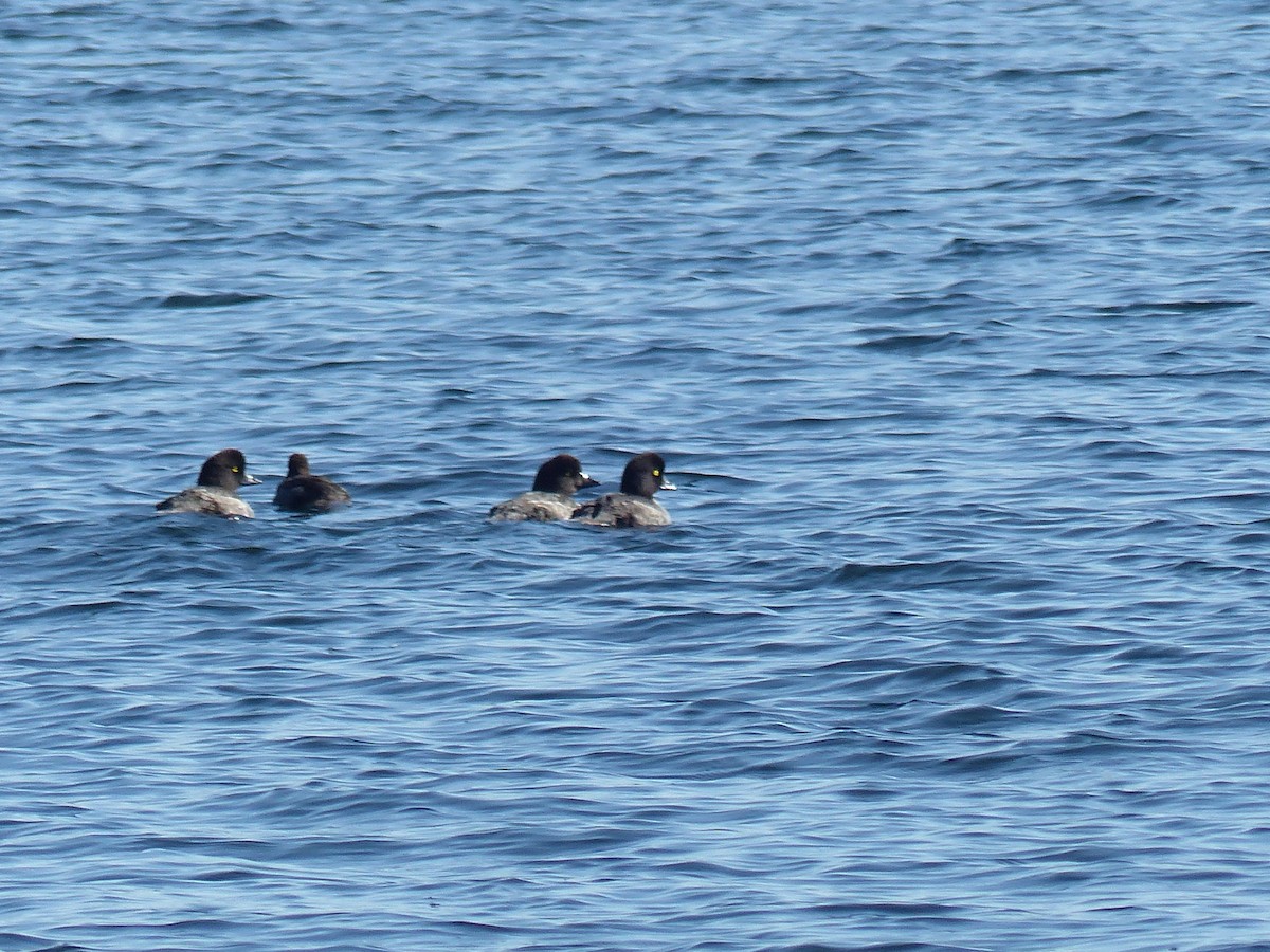 Garrot à oeil d'or ou G. d'Islande - ML644515798