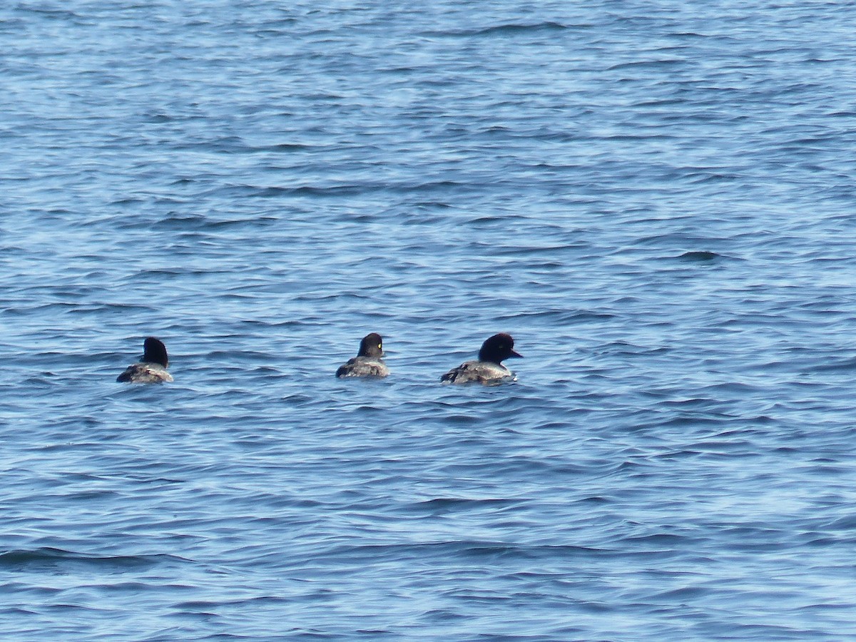 Garrot à oeil d'or ou G. d'Islande - ML644515799