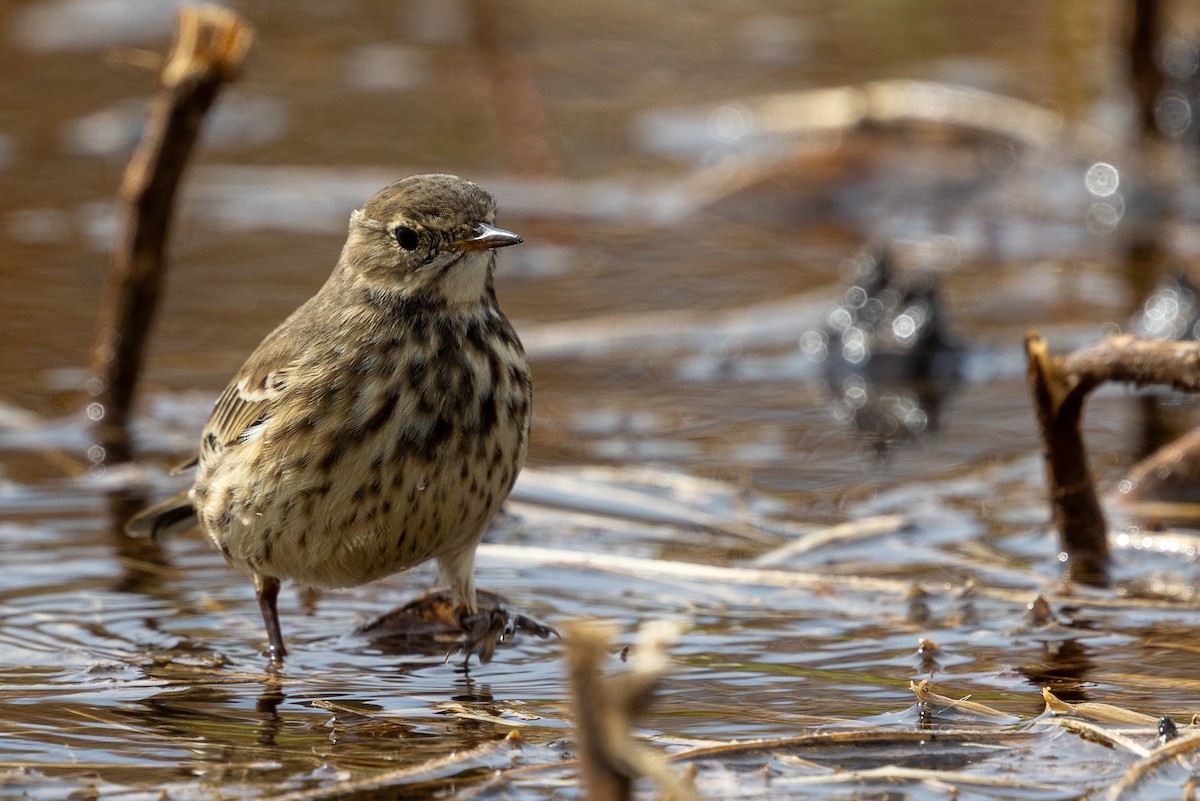 Pipit d'Amérique - ML644515803