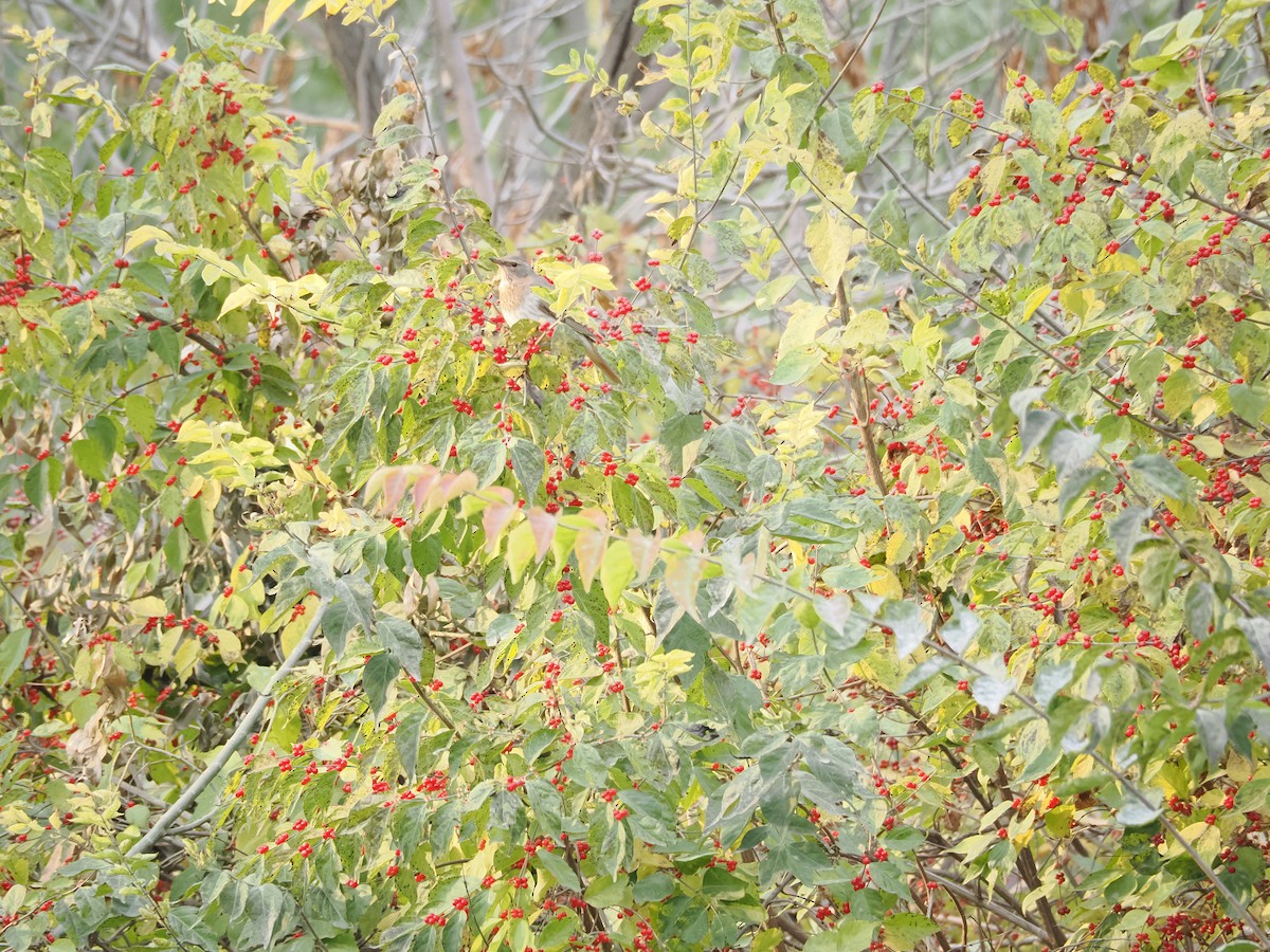 Grive à gorge rousse - ML644515810