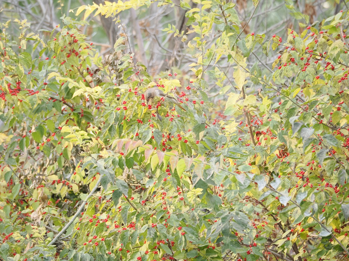 Grive à gorge rousse - ML644515811