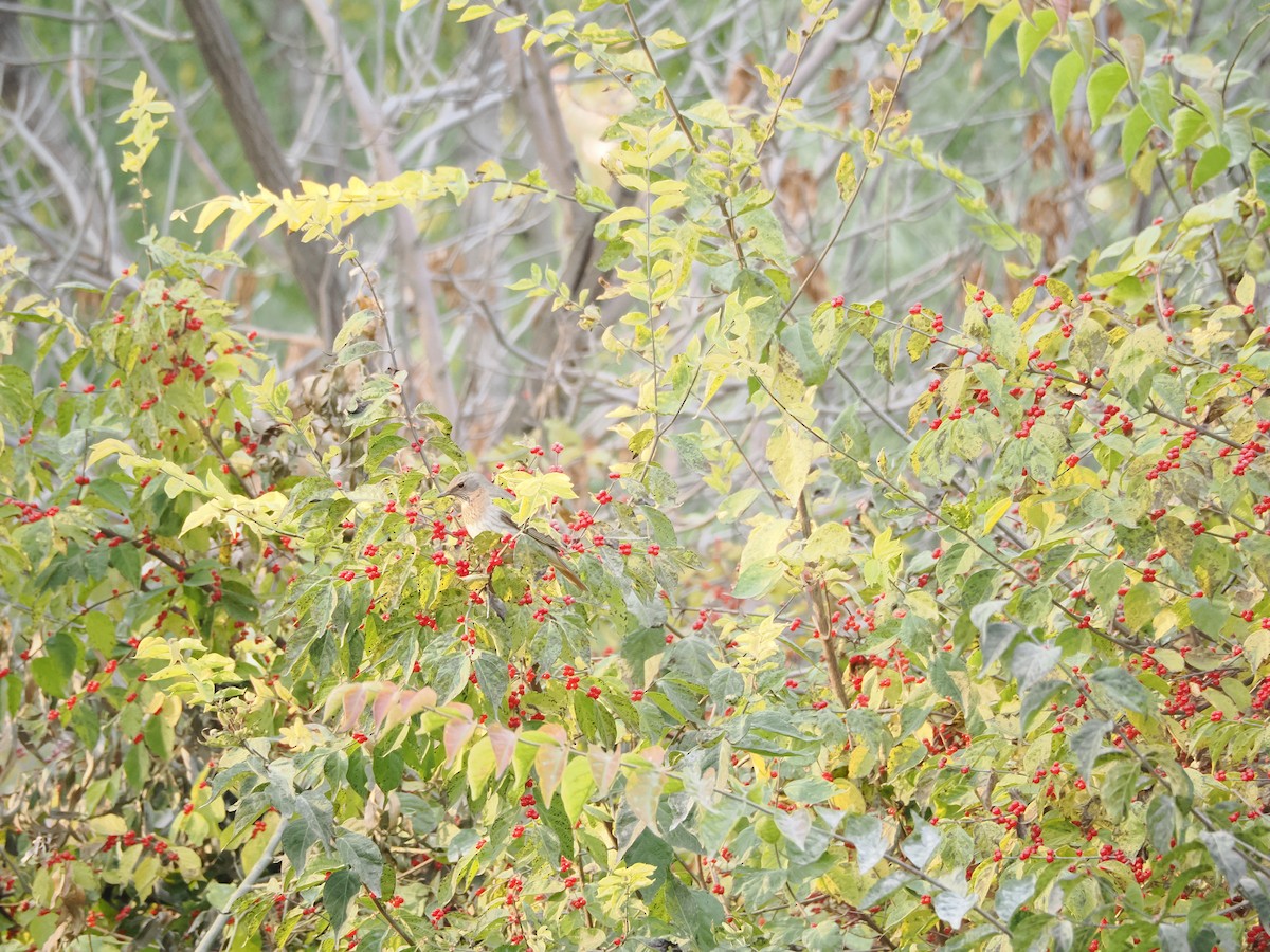 Grive à gorge rousse - ML644515812