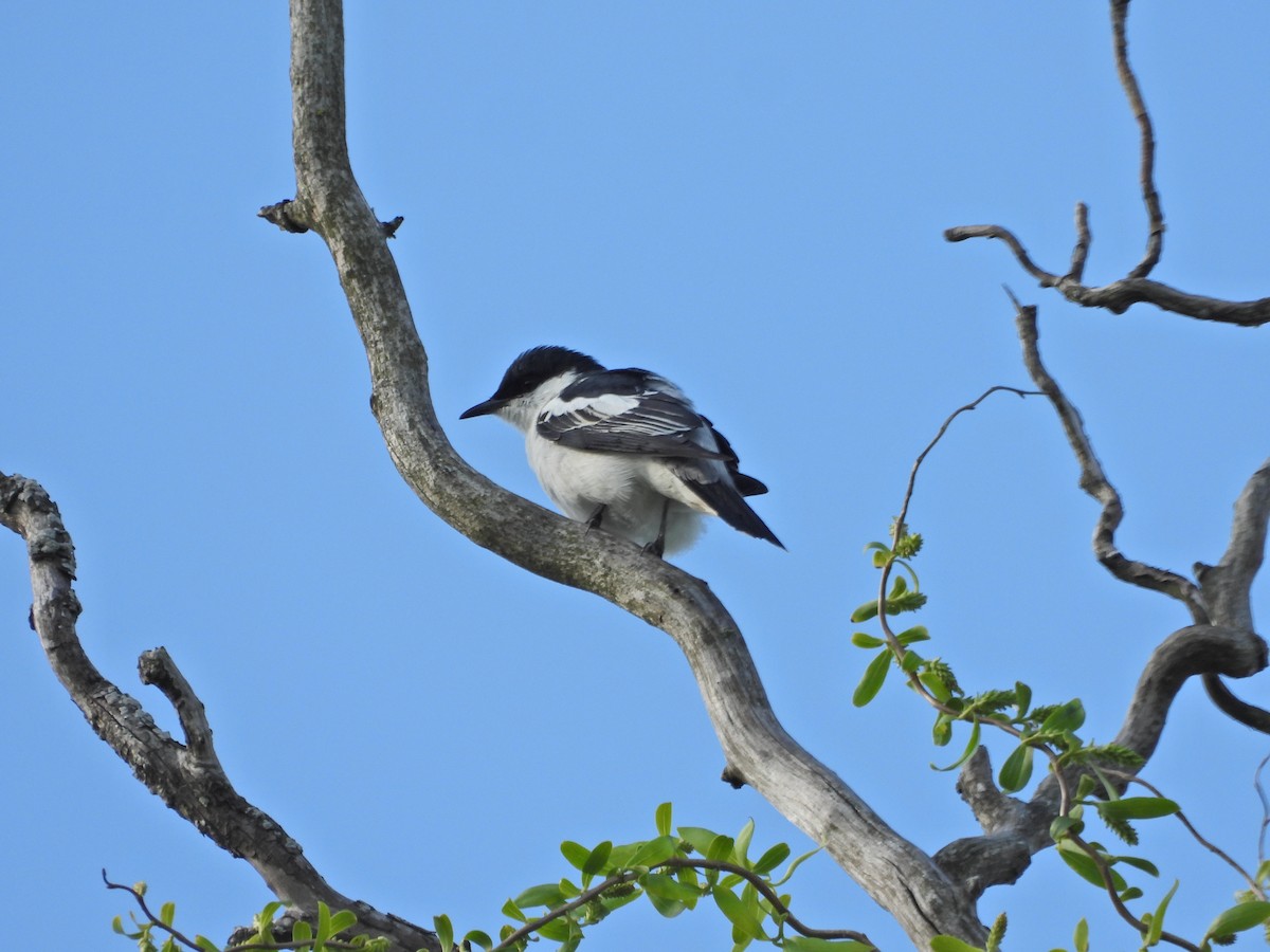 White-winged Triller - ML644515823