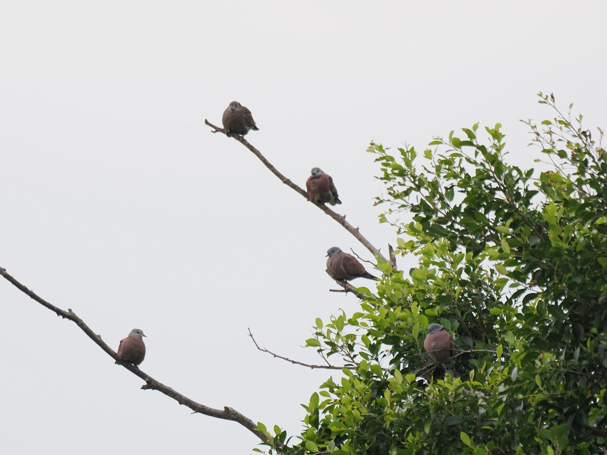 Kızıl Kumru - ML644515831