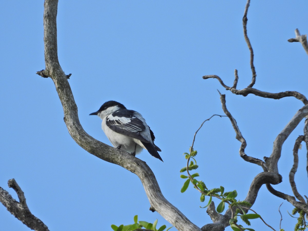 White-winged Triller - ML644515832