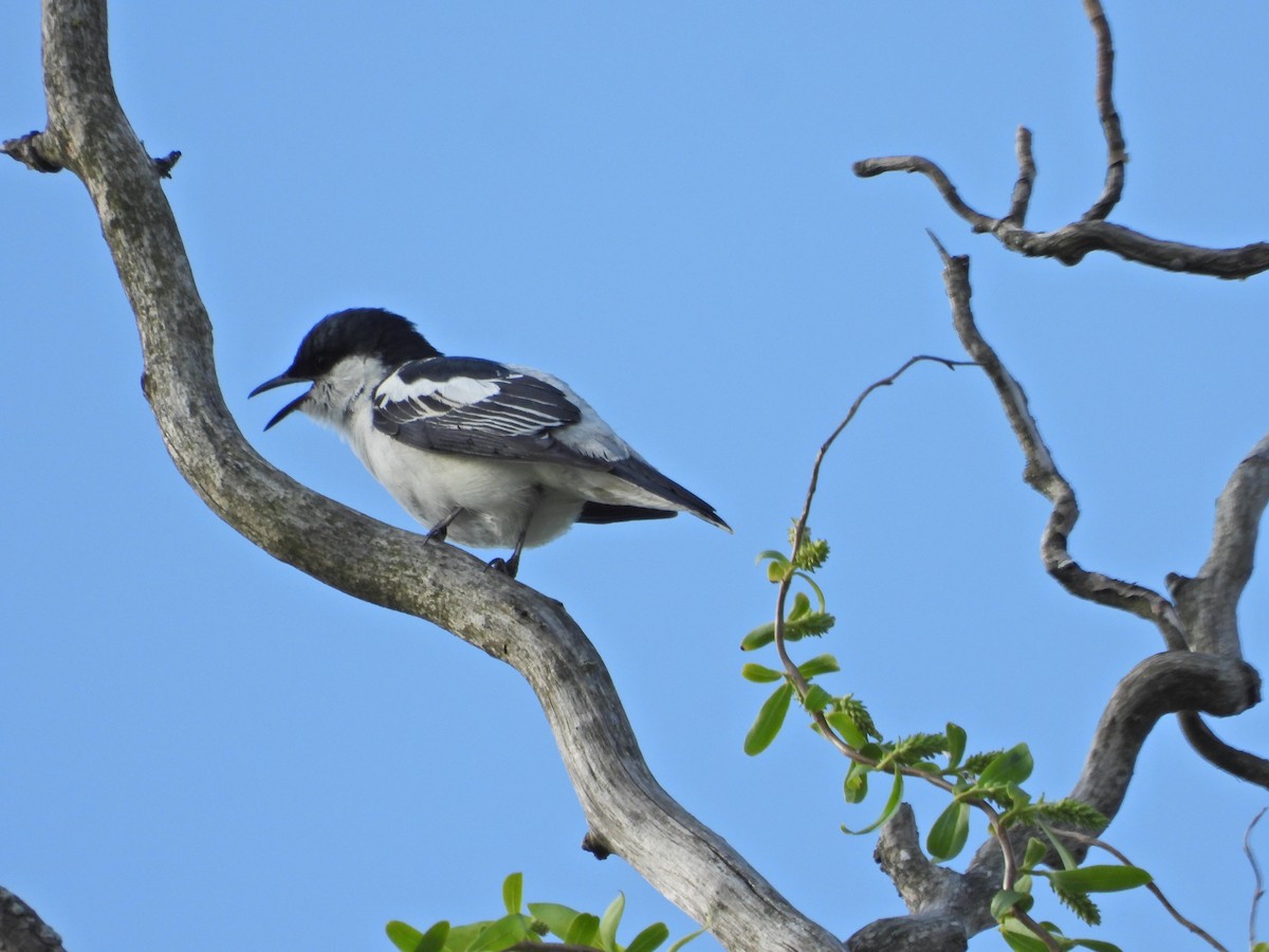 White-winged Triller - ML644515852