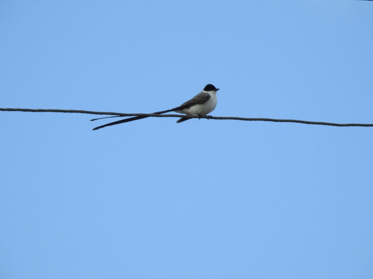 Fork-tailed Flycatcher - ML644515858