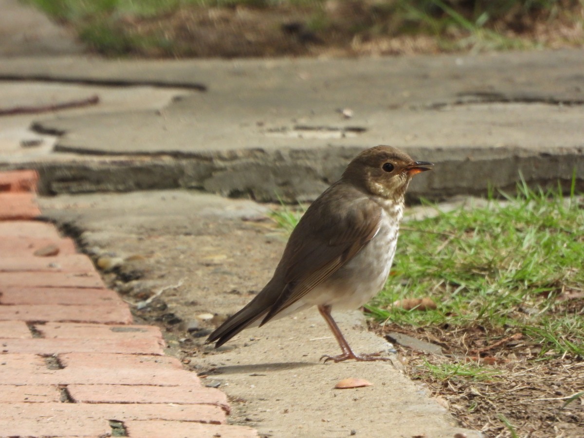 Swainson's Thrush - ML644515859