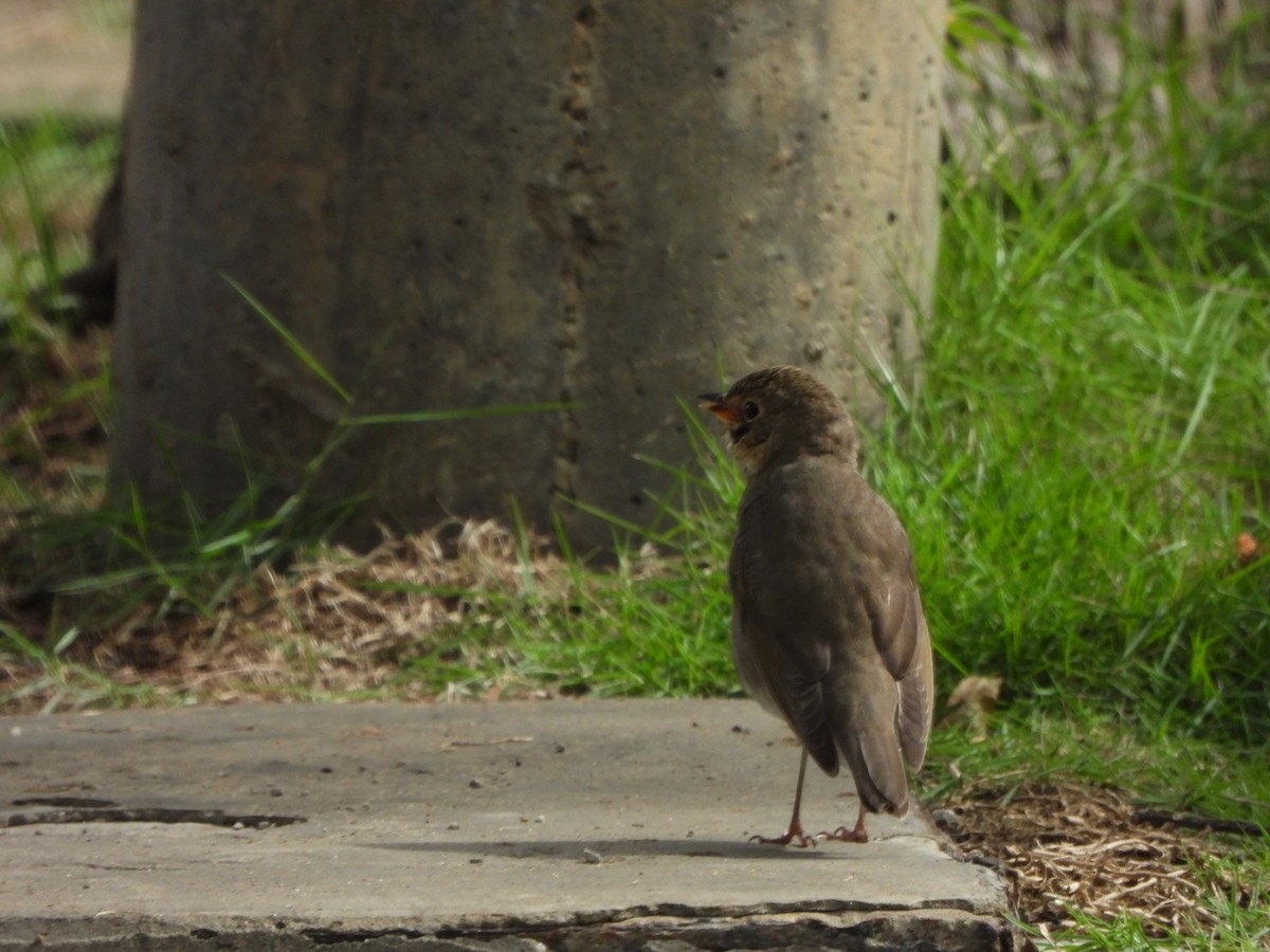 Swainson's Thrush - ML644515860