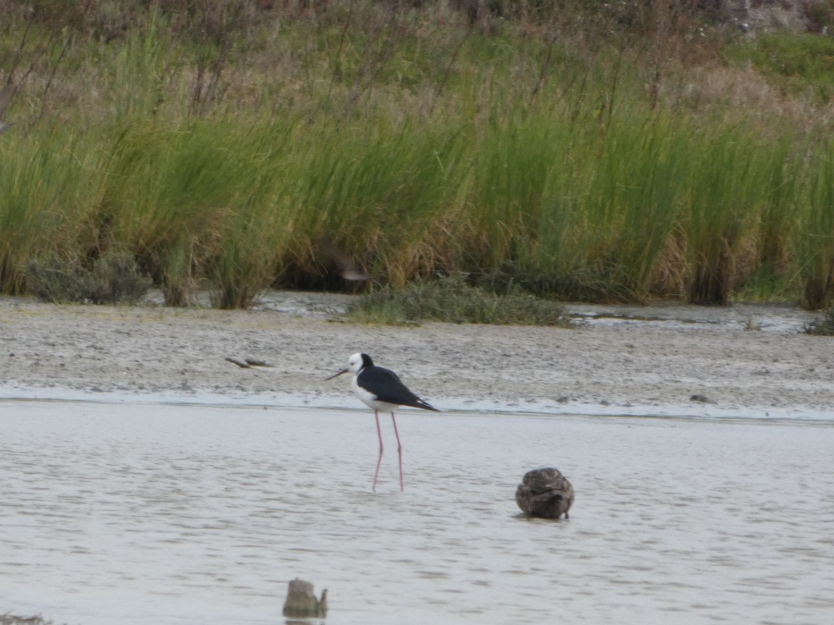 オーストラリアセイタカシギ - ML644515869