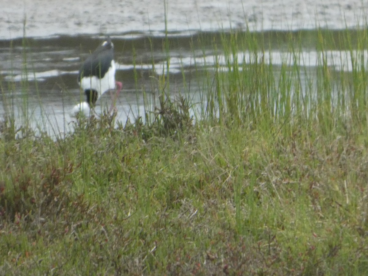 オーストラリアセイタカシギ - ML644515871